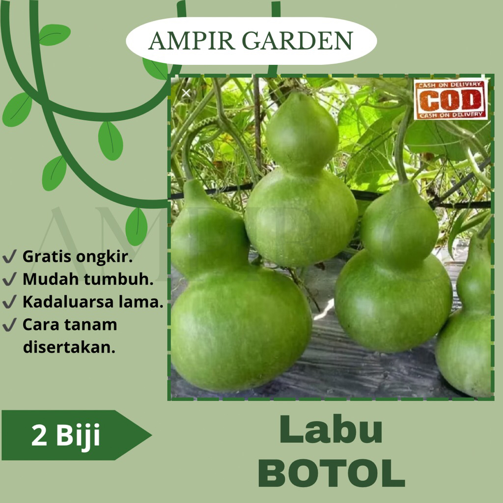 2 Biji Benih LABU BOTOL / Tanaman Sayuran Labu Kendi Squash Bibit Benih Sayur Labu Air