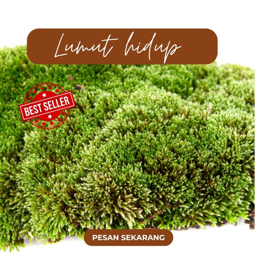Lumut hidup/living mos media tanam Anggrek/mempercantik tampilan tanaman
