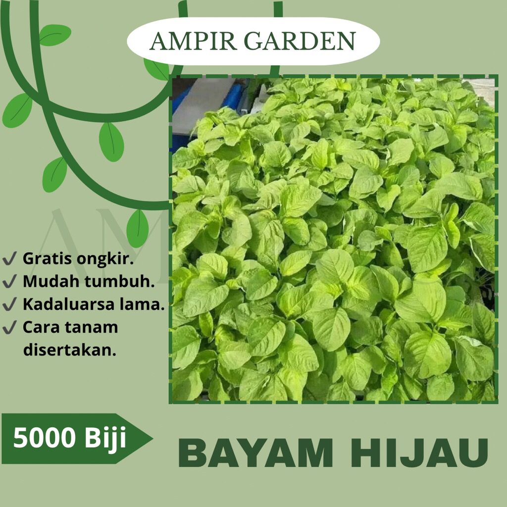 5000 Biji Benih BAYAM HIJAU Unggul Benih Bibit Sayuran Bayam ijo / Bayam Cabut