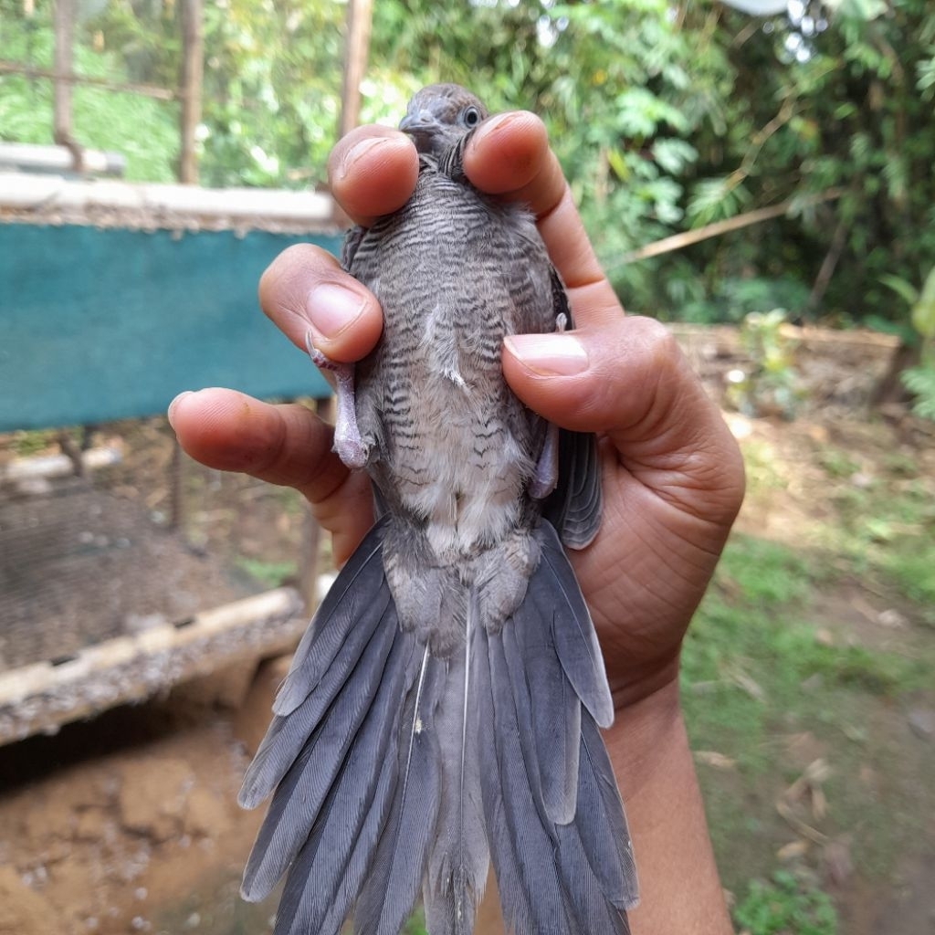 perkutut majapahit remaja jantan