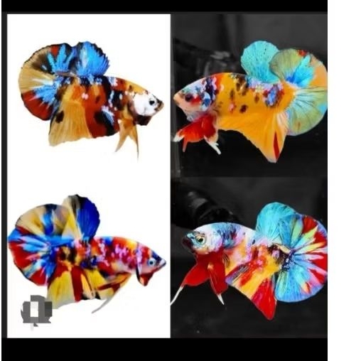 paket 5 ekor cupang multicolor top grade