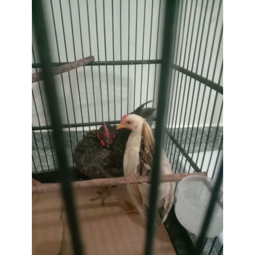 ayam Serama jodohan siap produksi/ayam hias Serama