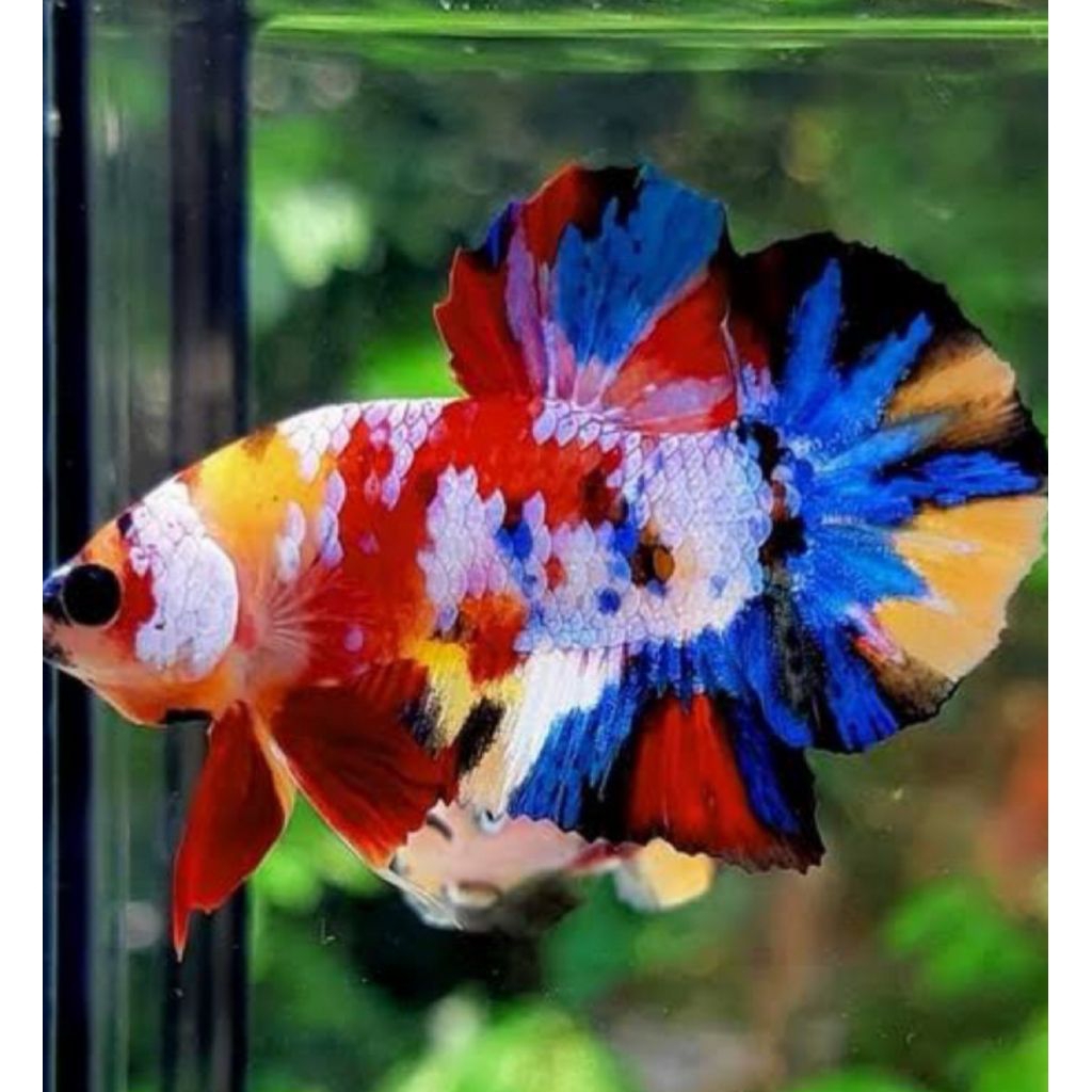 ikan cupang nemo multicolor dewasa indukan male / jantan