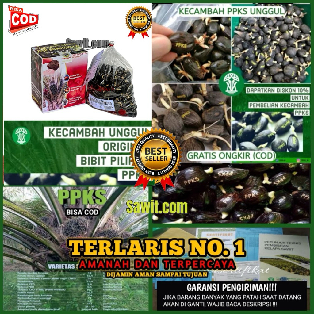 kecambah sawit ppks medan UNGGUL bersertifikat