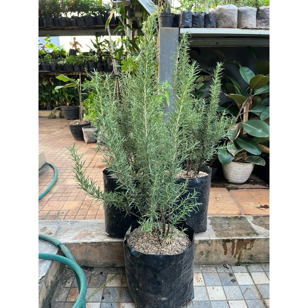 tanaman hias rosemary ukuran besar // tanaman wangi rosemary ukuran besar