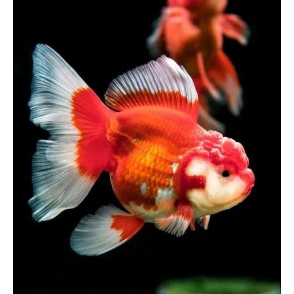Koki oranda red white short tail