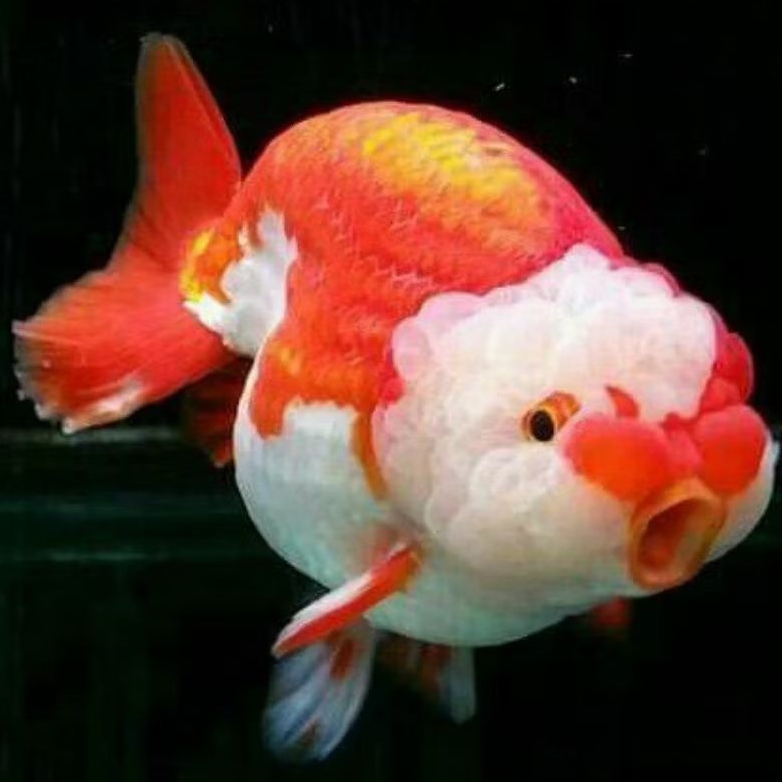 ikan koki ranchu red white size 5cm