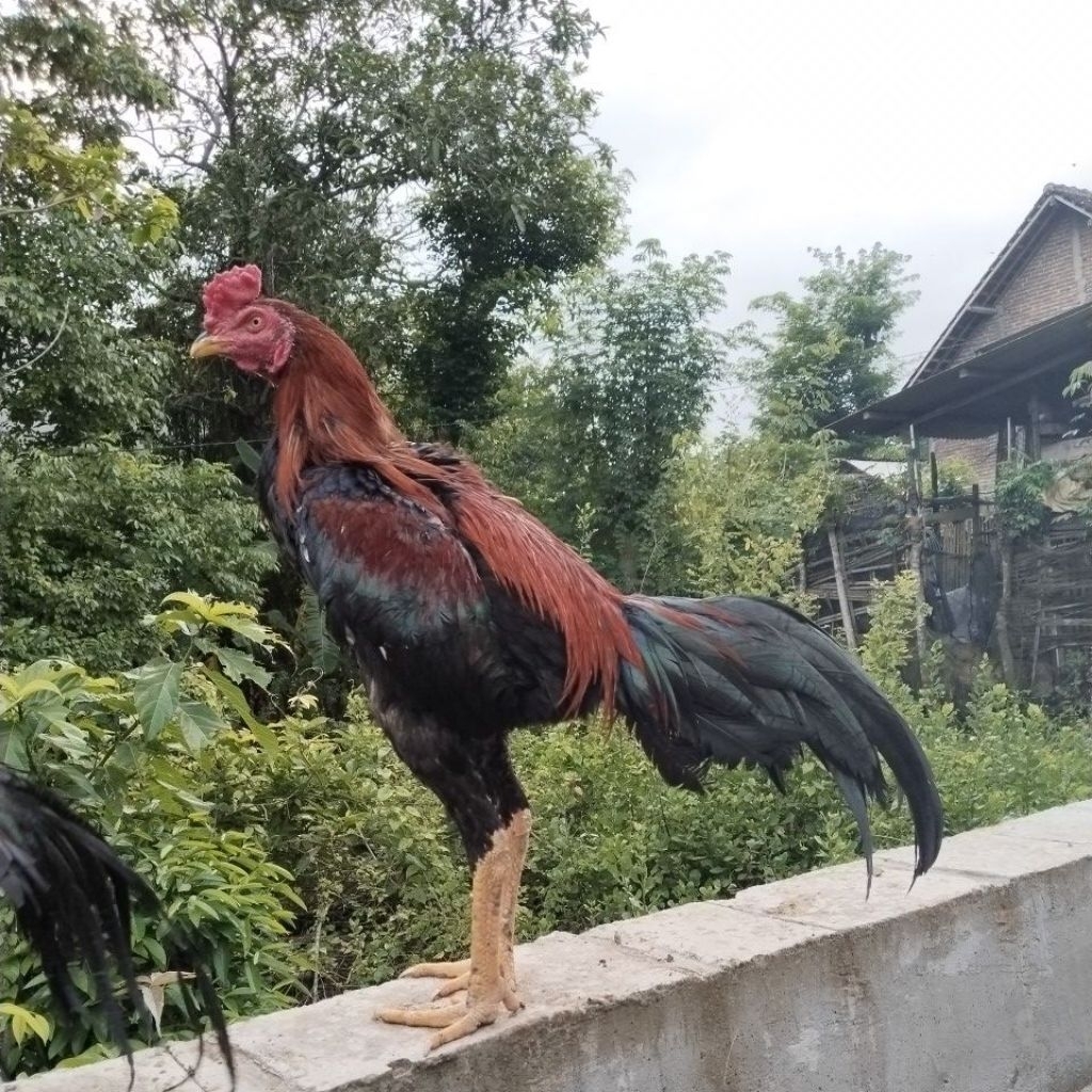 AYAM BANGKOK KLASIK