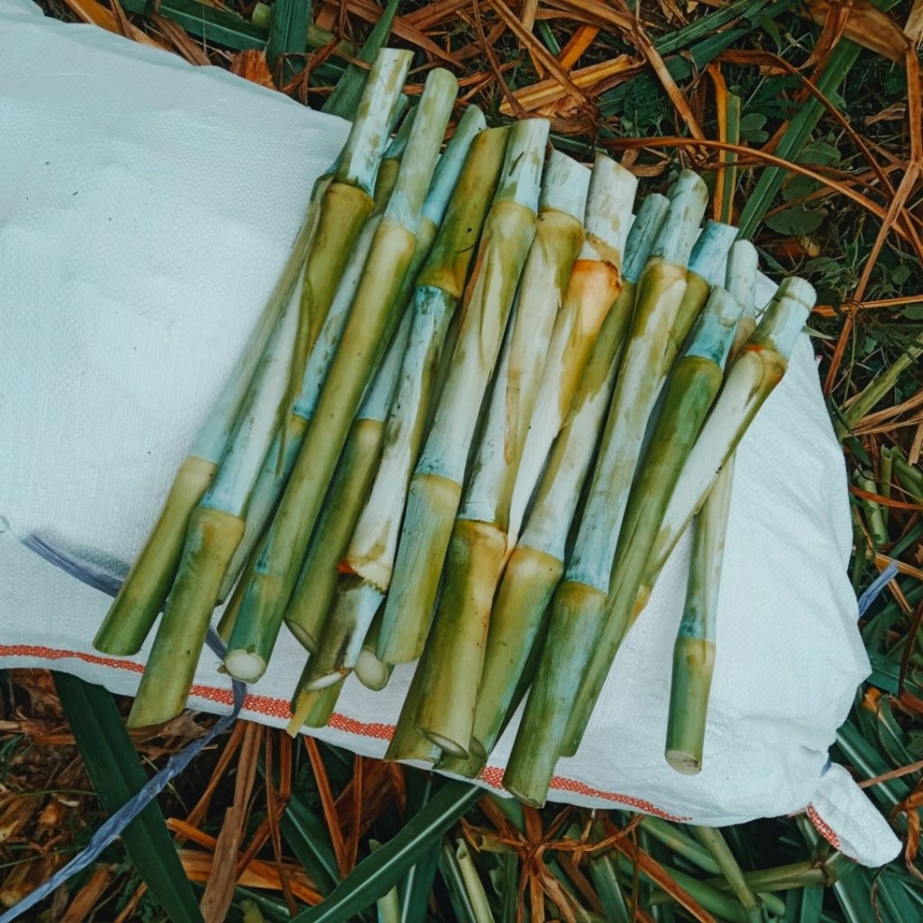 bibit rumput pakan ternak