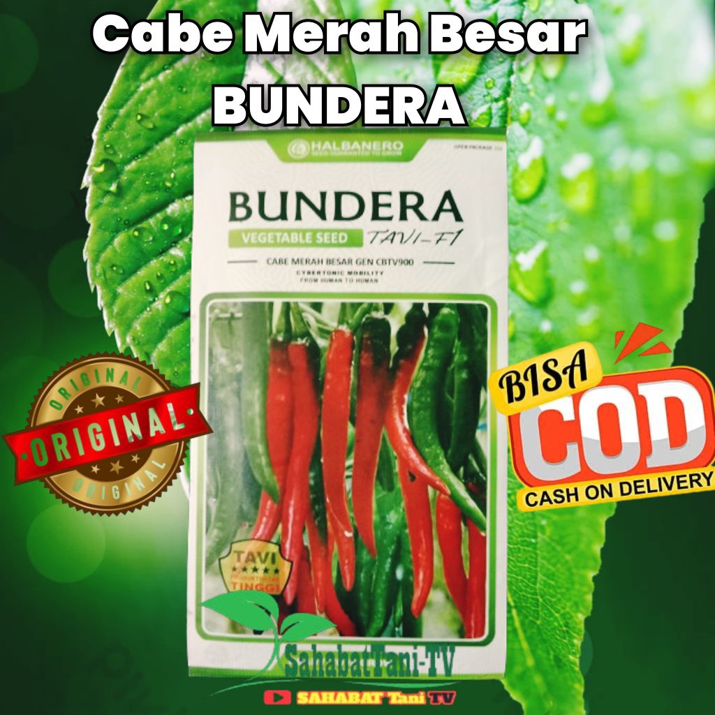 Cabe Merah Besar BUNDERA 10 gram, Varietas ini populer di kalangan petani di Indonesia karena merupa