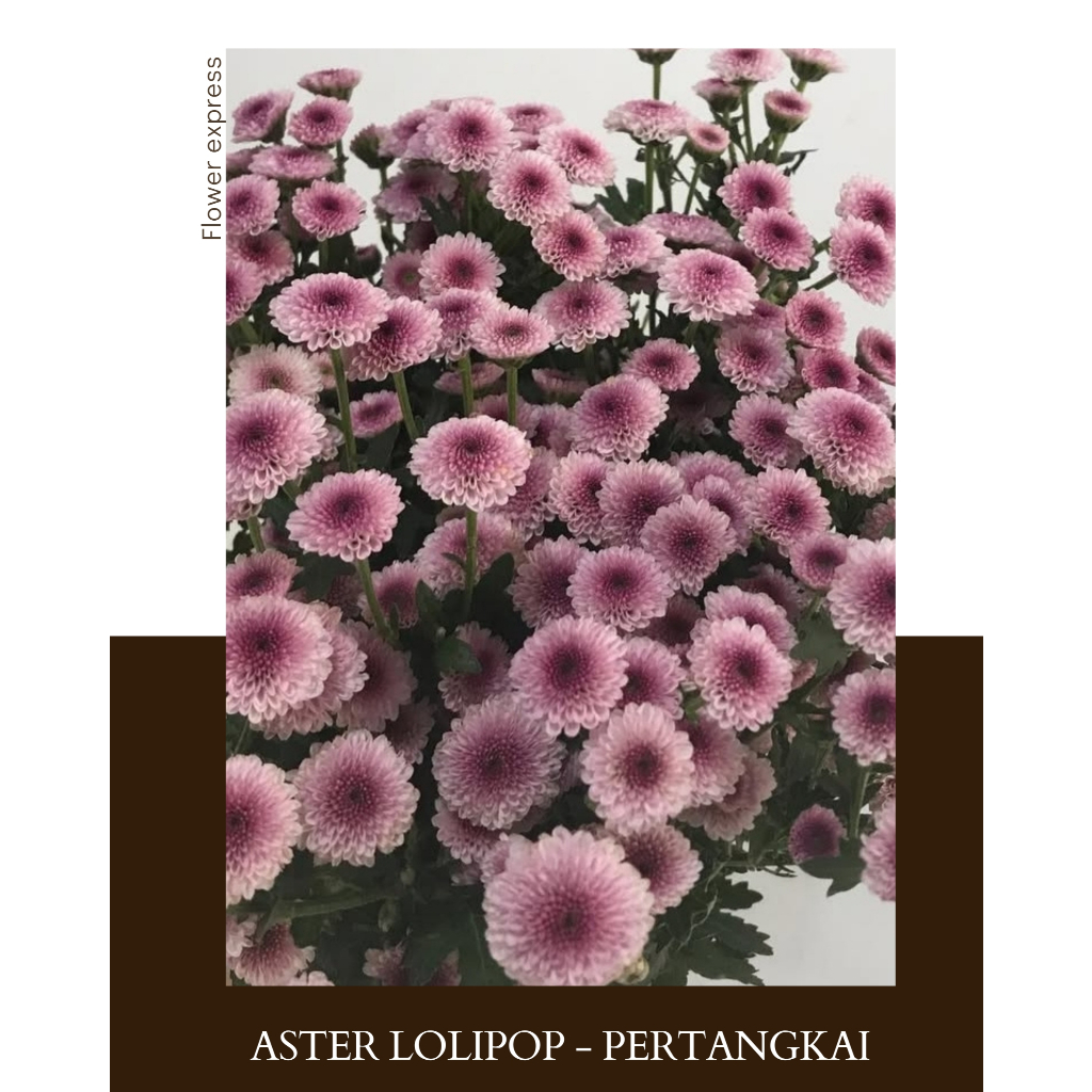 Bunga Lolipop Ungu  Fresh | Bunga Potong Segar - Pertangkai