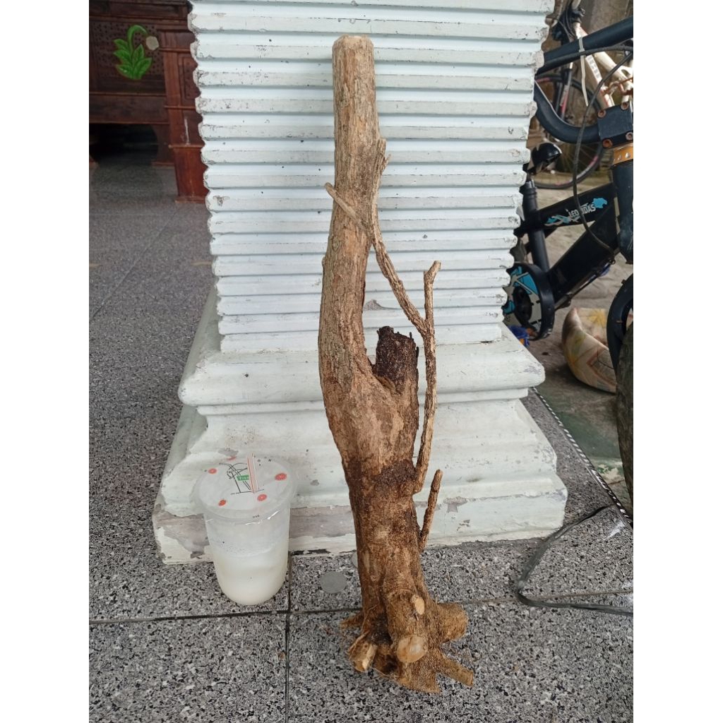 kemuning dongkelan akar batang kemuning lokal bahan bonsai