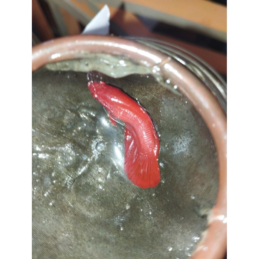 female hmpk sr dan fccp red