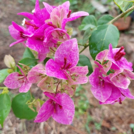 Bibit Bunga Bugenvil Bonsai Splash Vietnam ORIAN / Bougenville Vietnam Splash / Bugenvil Splash Viet