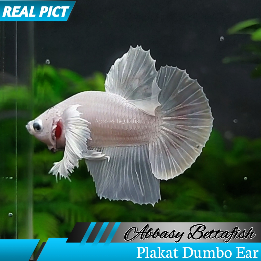 Plakat Dumbo Ear White Platinum Male Real Picture 03
