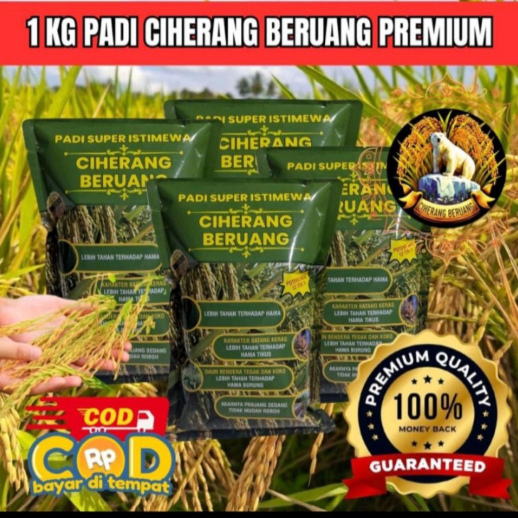 PADI CIHERANG BERUANG UNGGAL BERKUALITAS TERBAIK