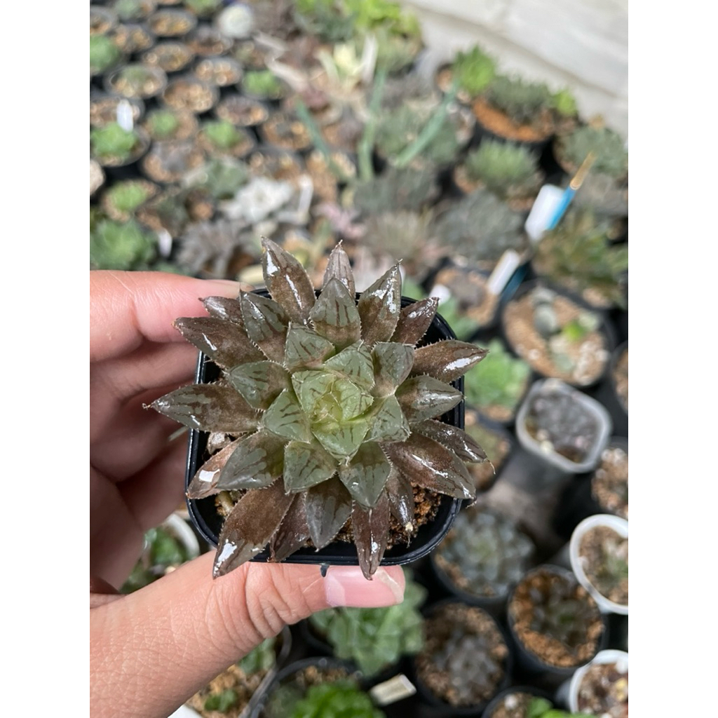 Haworthia Redbull x Obtusa Marin