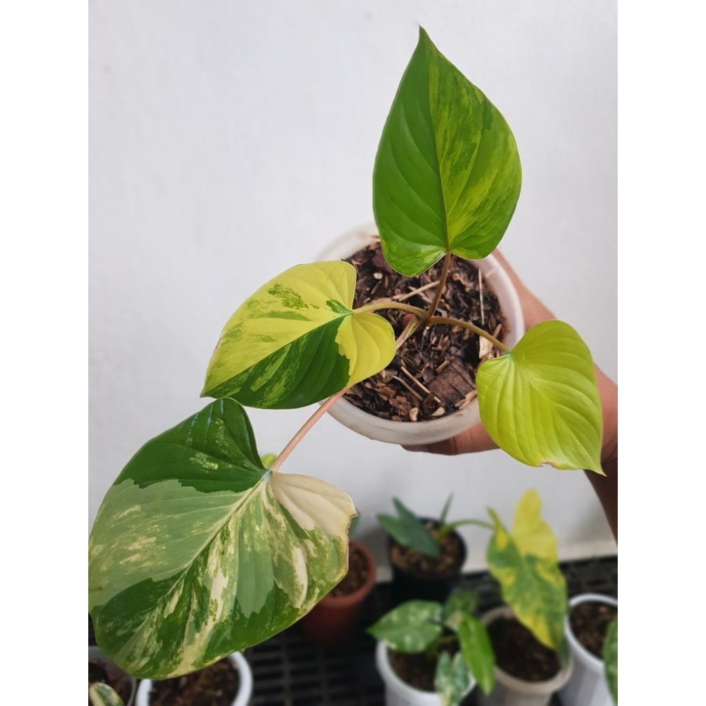 Homalomena rubescens variegata *realpict