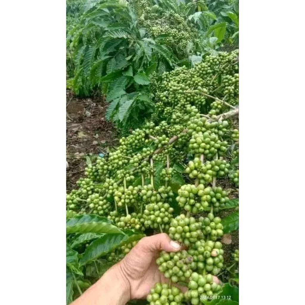 bibit kopi robusta klon bagio super ukuran 40cm