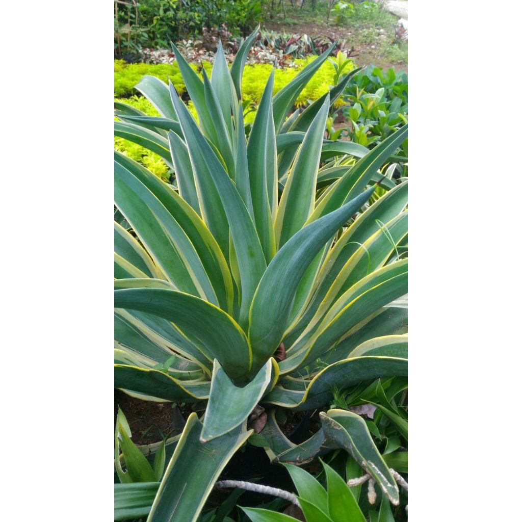 Tanaman hias agave americana variegata cocok untuk taman dan halaman