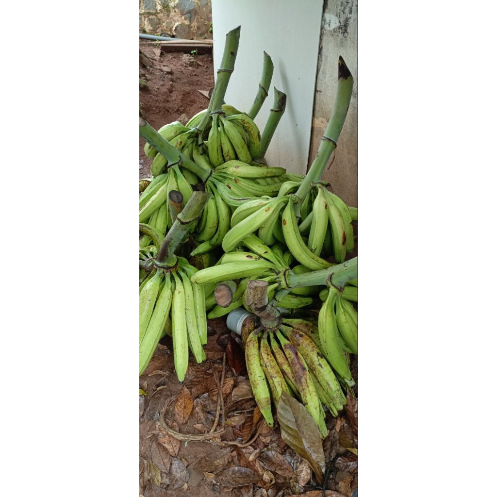 PISANG TANDUK MADU