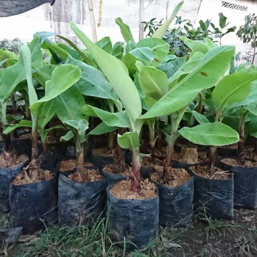 Bibit Pisang Ambon Lumut Super Manis~Lembut Cepat Panen