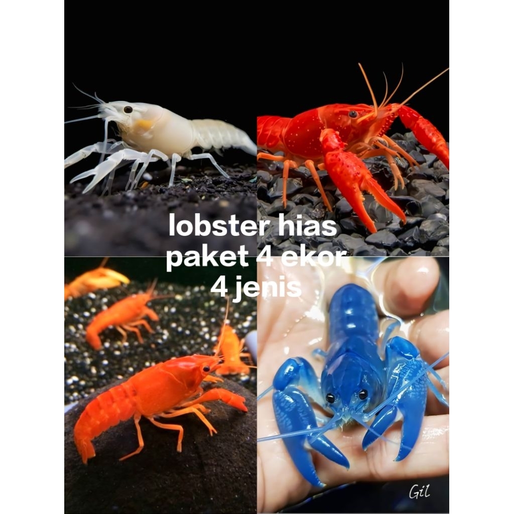 lobster Hias Aquarium lobster air tawar  paket 4 ekor 4 jenis