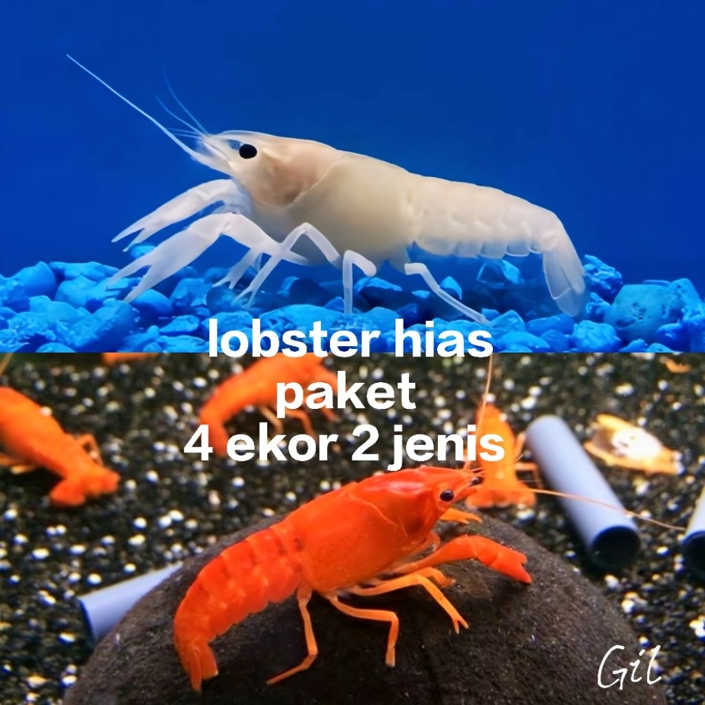 lobster hias aquarium lobster air tawar  paket 4 ekor 2 jenis size mulai dari 4cm sampi 7cm