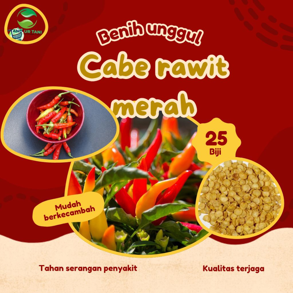 (25Benih)Benih.Biji.cabe.rawit.merah.cabe.setan.