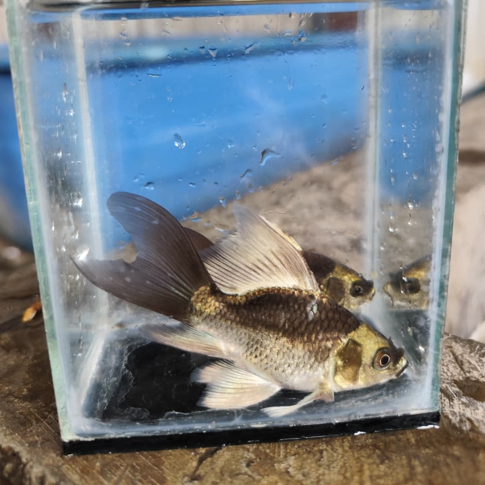 HIASAN DEKORASI AKUARIUM HUDIELONG TAMASABA/KOI BUTTERFLY TAMASABA MURAH CANTIK