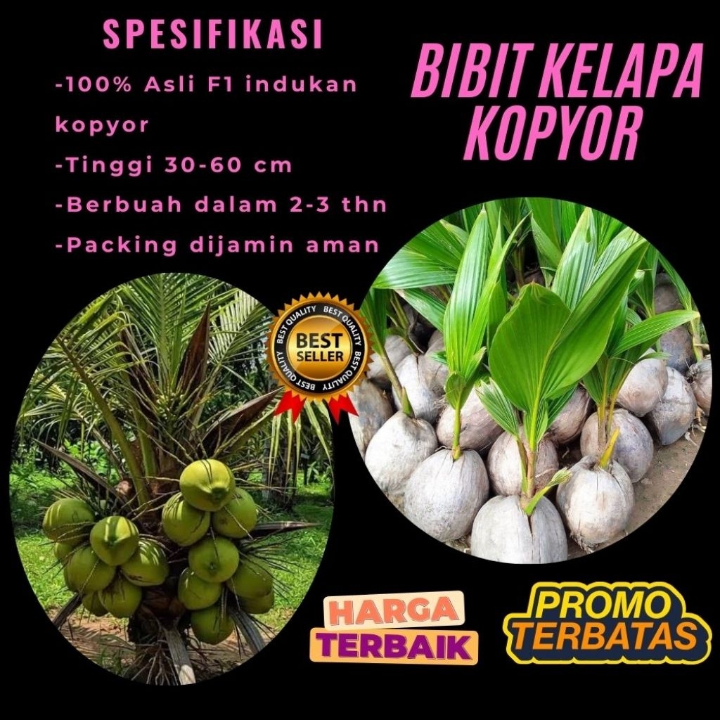 TERPERCAYA  Bibit Kelapa Kopyor Trubus