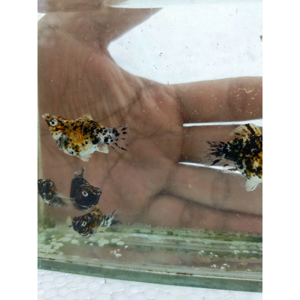 Molly calico roundtail jumbo