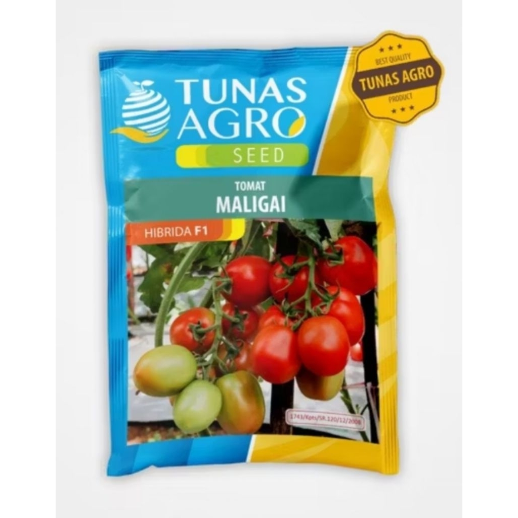 Maligai Tomat Buah/ Tomat Besar