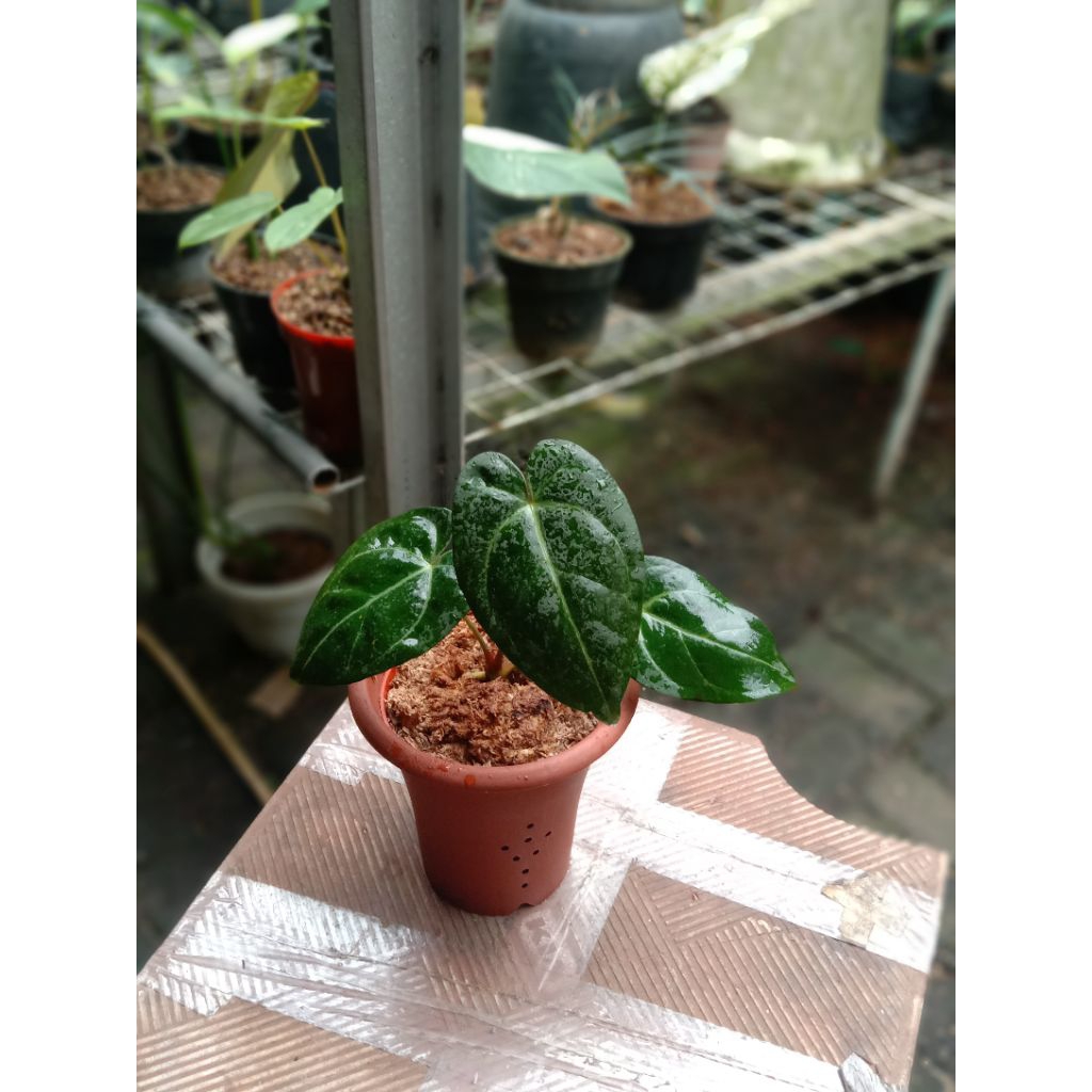 ANTHURIUM PAPILAMINUM X MAGNI