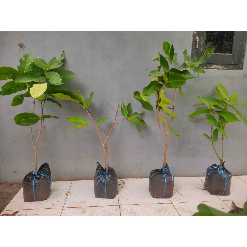 bibit jambu air Green giant hasil cangkok