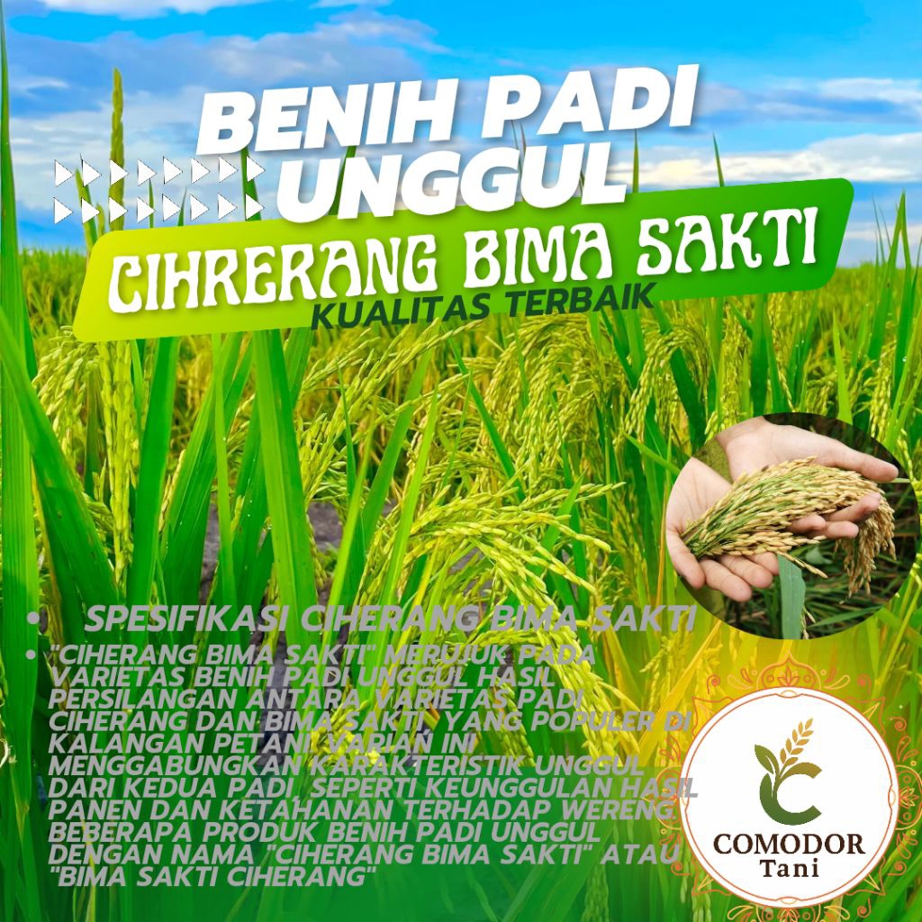(COD) BENIH PADI CIHERANG BIMA SAKTI  UNGGUL 1KG BERKUALITAS