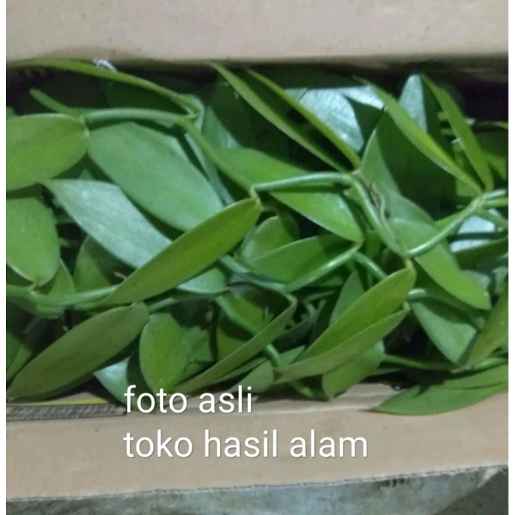 bibit vanili unggul vanili flanipolia siap tanam