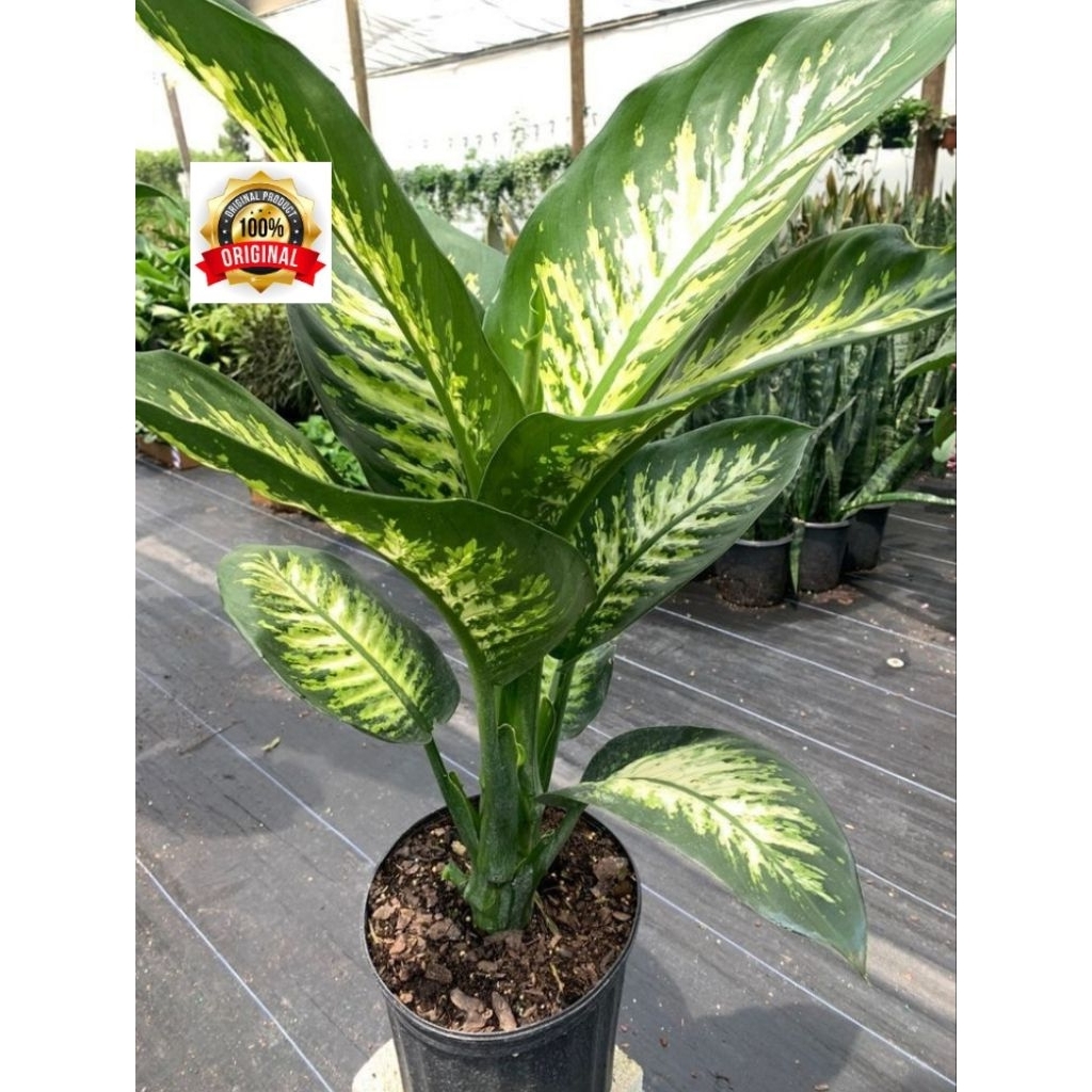 Aglaonema / Sri Rezeki siap tanam