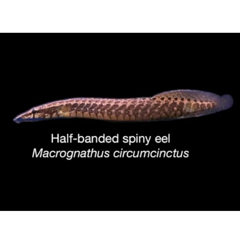 Ikan Sili / Macrognathus Circumcinctus / Half Banded Spiny Eel / Sili