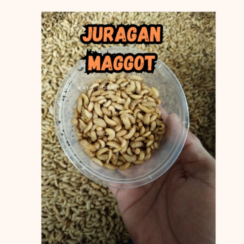 maggot hidup 1kg khusus instan dan sameday jakarta depok tangerang bogor