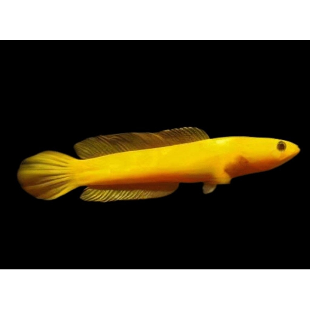 limbata golden xantic 6-7cm