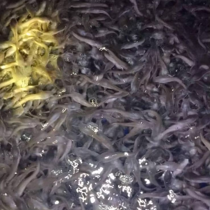 paket 100 + bonus( pelet) bibit lele berkualitas uk2-3