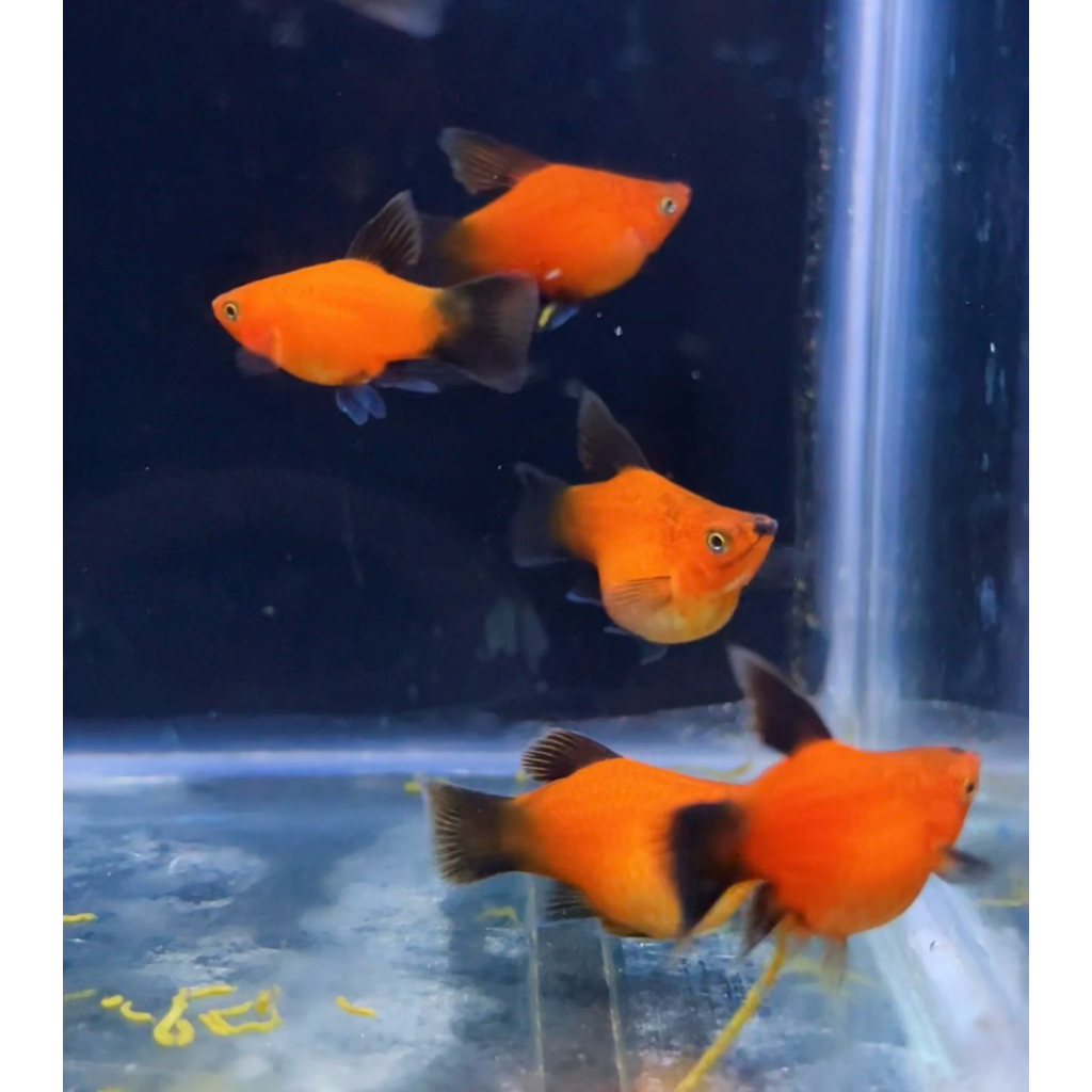 Platy wagtail higvin remaja