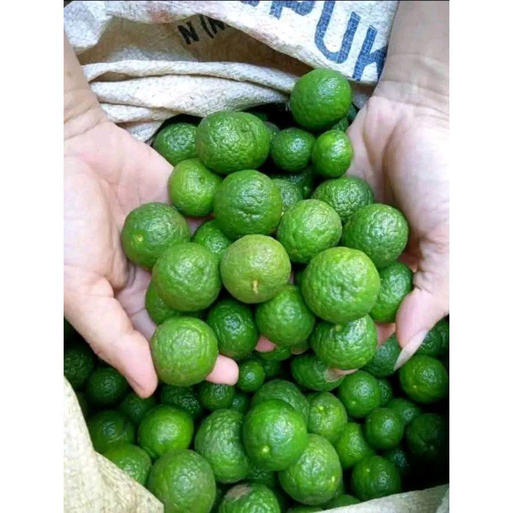 jeruk limau dan jeruk sate atau jeruk kunci  jeruk sambal seruit jeruk limau lampung jeruk sambal