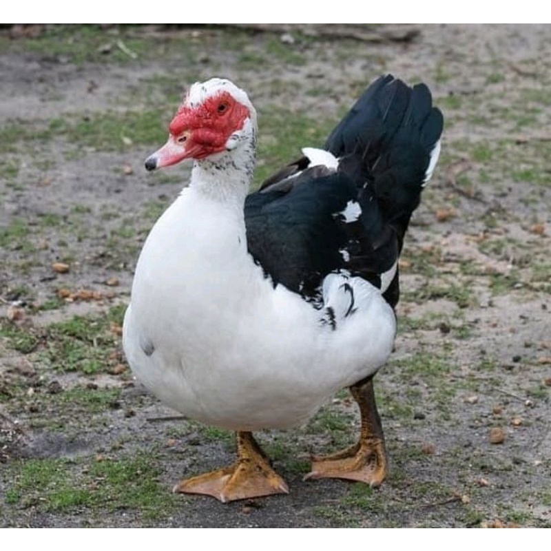 DAGING BEBEK ENTOK (DAGING SEGAR)