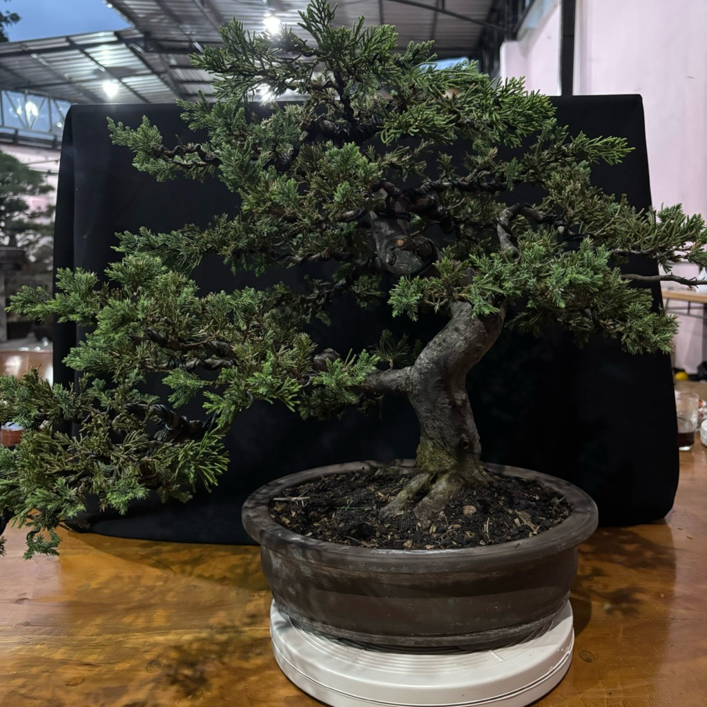 Bonsai Cemara Sinensis Juniperus Chinensis Bonggol Besar | Cabang Rimbun & Sehat | Gaya Formal Tegak