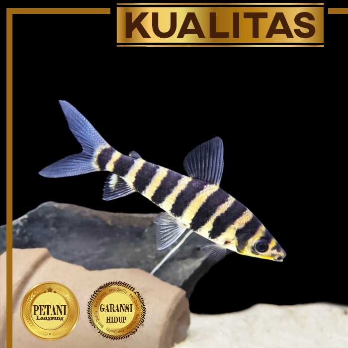 Leporinus Ikan Kaos Kaki Hiasan Aquarium Aquascape Tanaman Hias Air Tawar