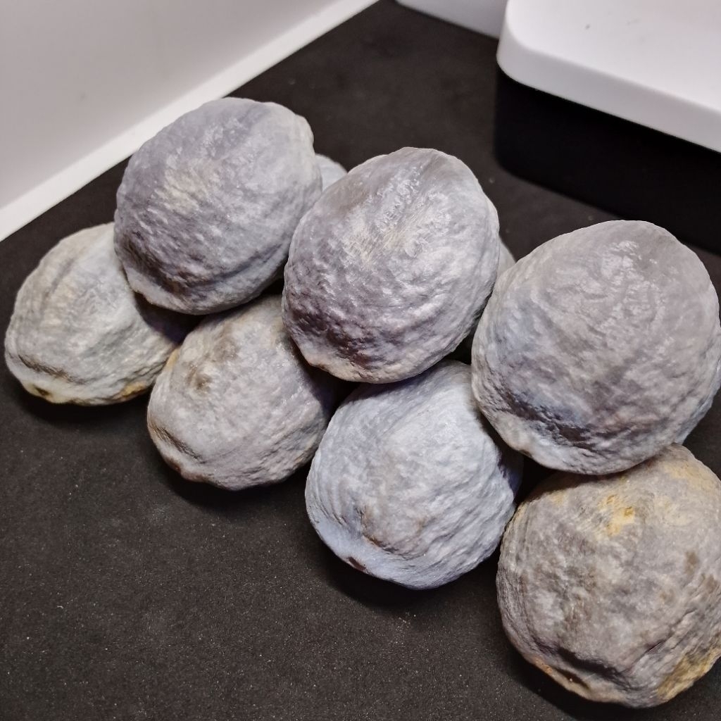 Bibit Muncang DAMPA Jayanti Anak PAIT