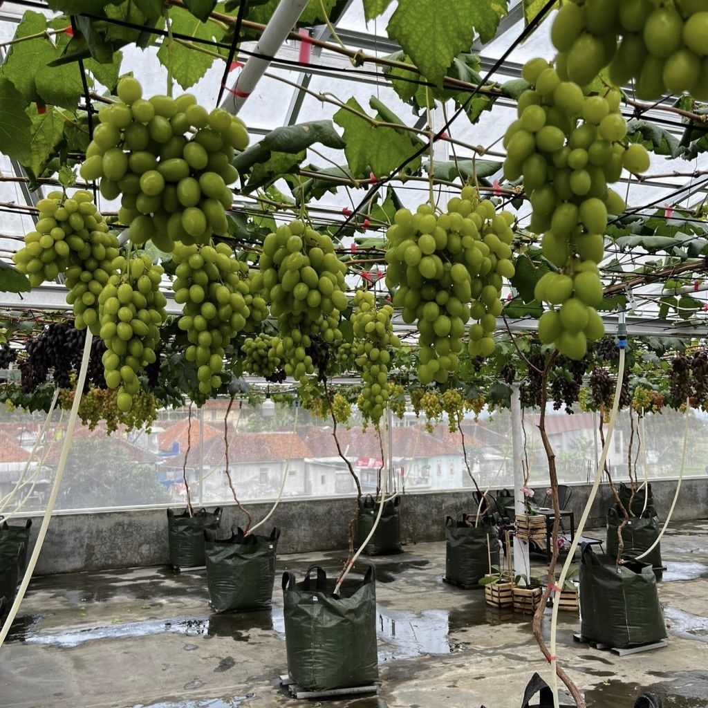 Indukan/Dongkelan tanaman pohon anggur import tinggi 2-3 meter
