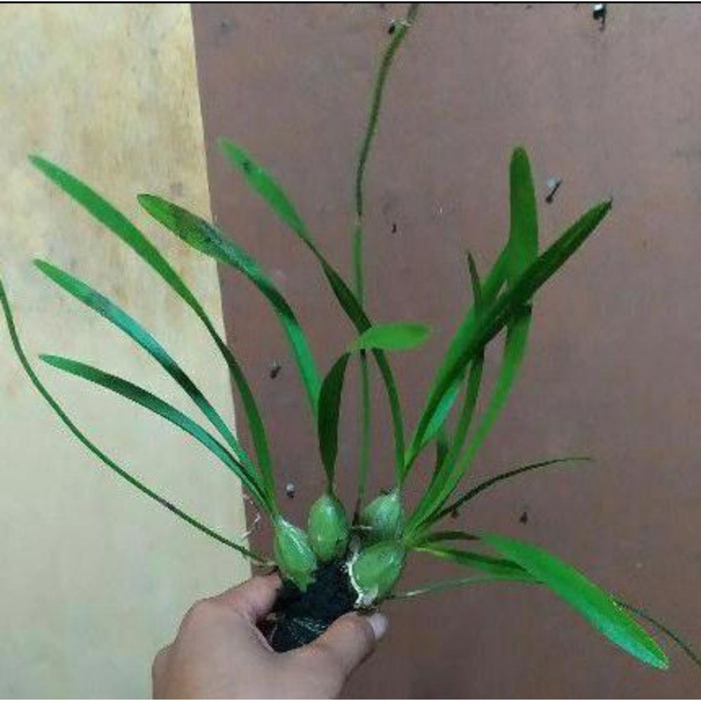 anggrek bawang dewasa siap bunga /anggrek spesies